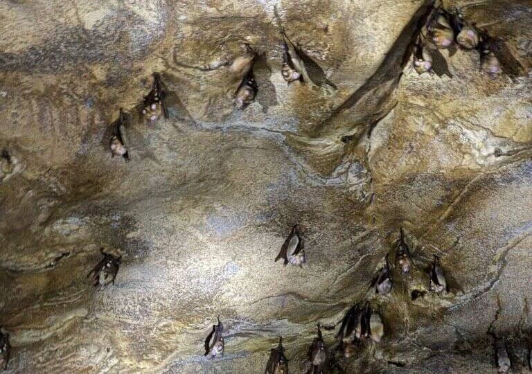 Bat cave