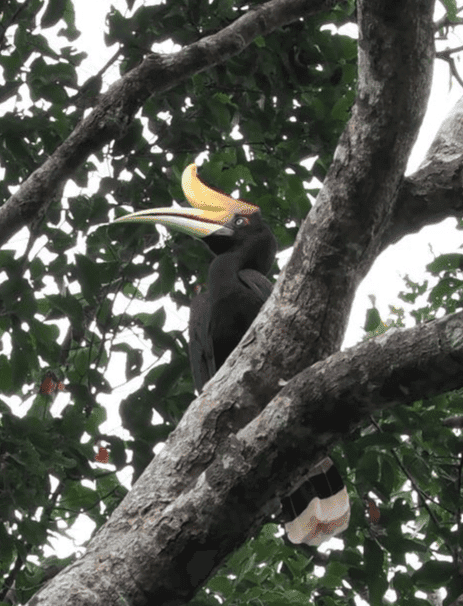 Blackgibbon image