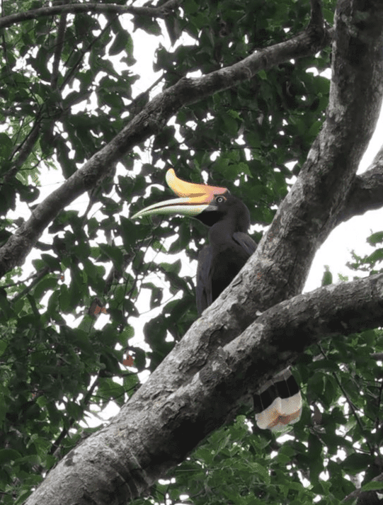 Blackgibbon image