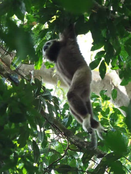 Blackgibbon image