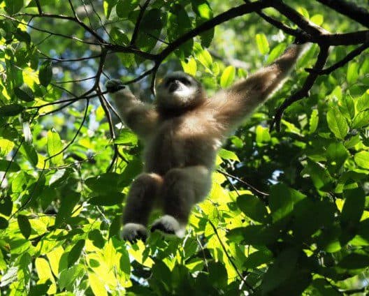 Blackgibbon image