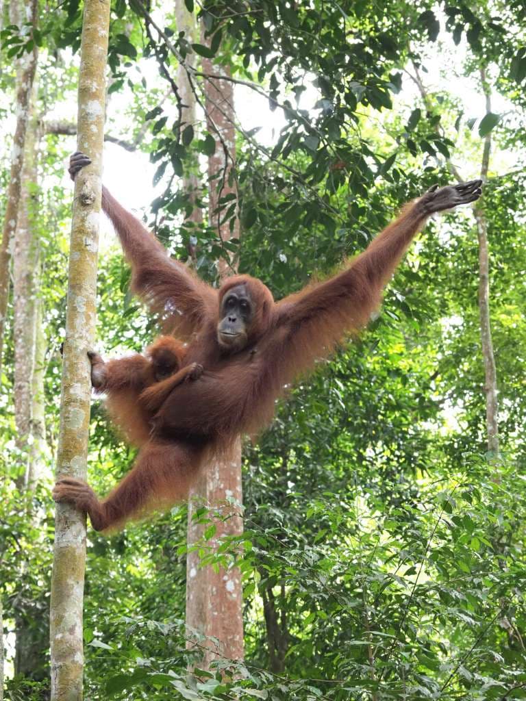 Blackgibbon image