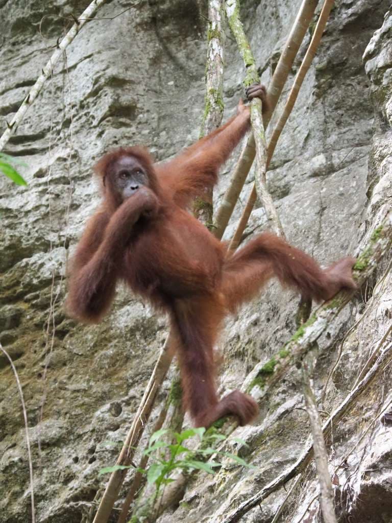 Blackgibbon image