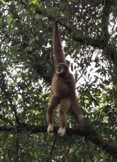 Blackgibbon image