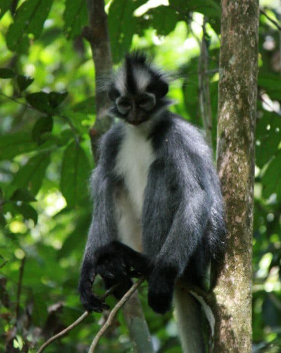 Blackgibbon image