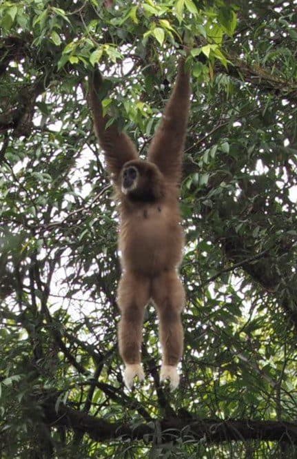 Blackgibbon image