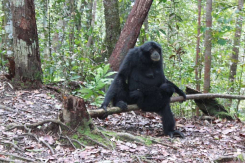 Blackgibbon image