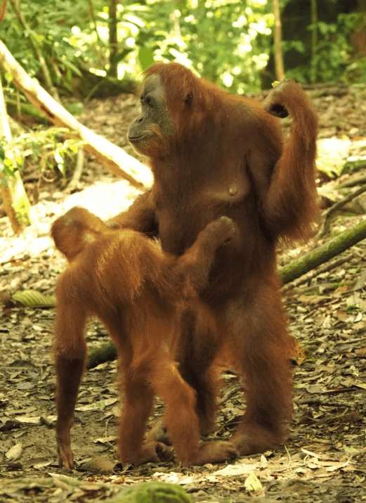 Blackgibbon image