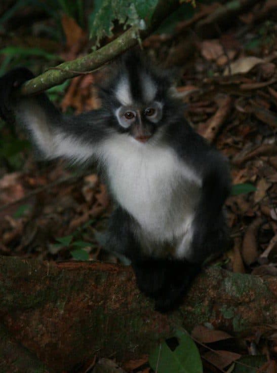 Blackgibbon image